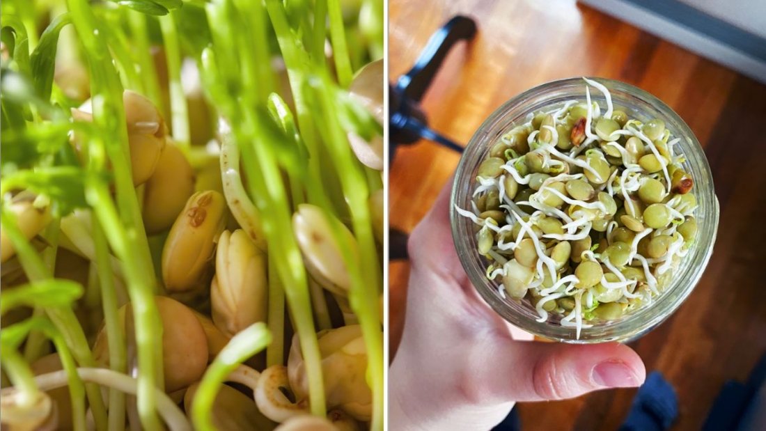 Lentils The Unsung Superfood Powering America’s Healthy Eating Revolution