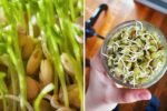 Lentils The Unsung Superfood Powering America’s Healthy Eating Revolution