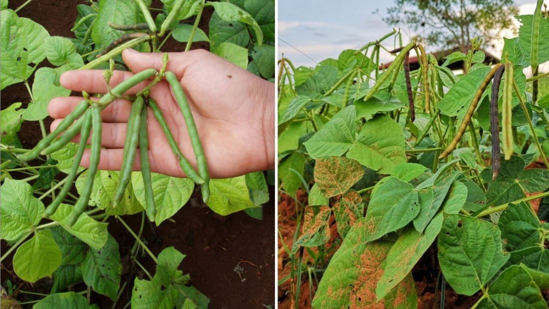 Mung Beans America’s Next Superfood Star for Clean Eating and Plant-Based Living