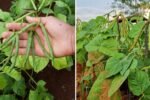 Mung Beans America’s Next Superfood Star for Clean Eating and Plant-Based Living