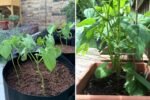 Kidney Beans The Heart-Healthy American Superfood You Should Be Eating Every Week