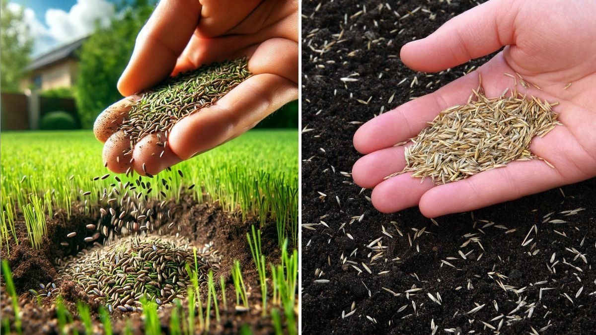 How to Overseed Your Lawn the Right Way This Fall