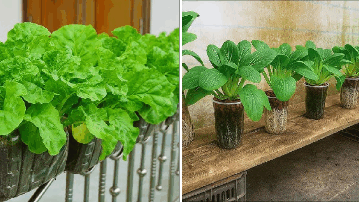 Pak Choi Power The Nutrient-Packed Green Every American Kitchen Needs