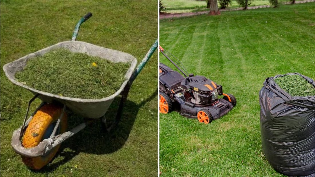 Should You Bag or Mulch Grass Clippings? Experts Weigh In
