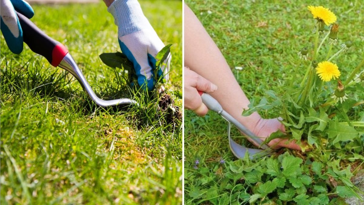 5 Ways to Prevent Lawn Weeds Before They Even Appear