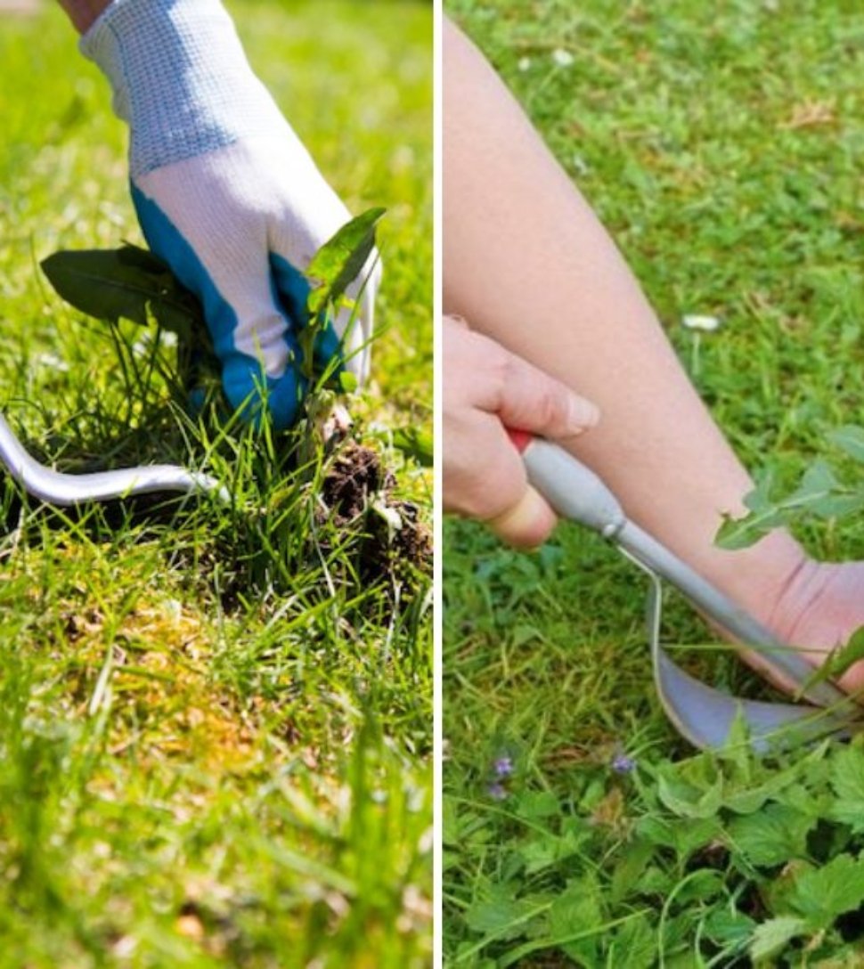 5 Ways to Prevent Lawn Weeds Before They Even Appear