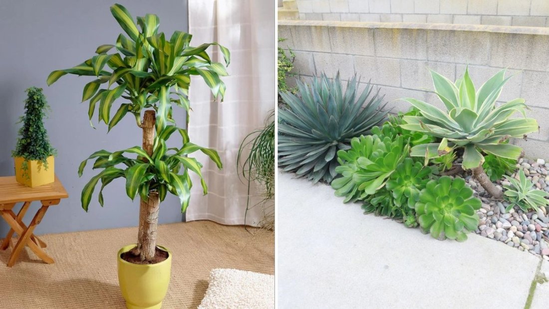  10 Landscaping Plants That Require Almost No Water