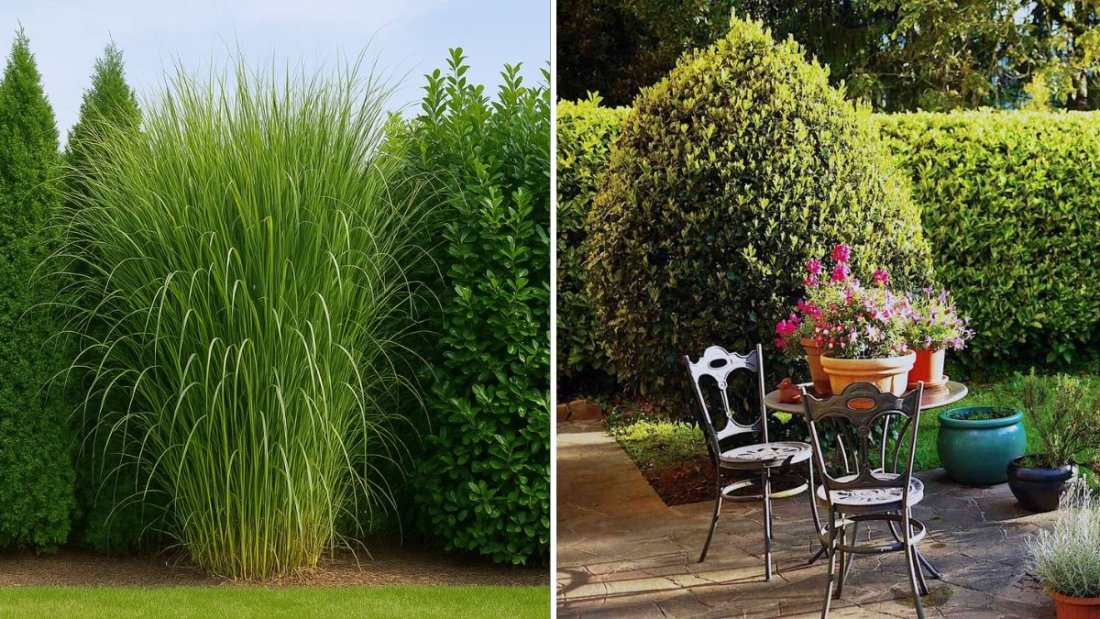  The Best Plants for Creating a Natural Privacy Wall