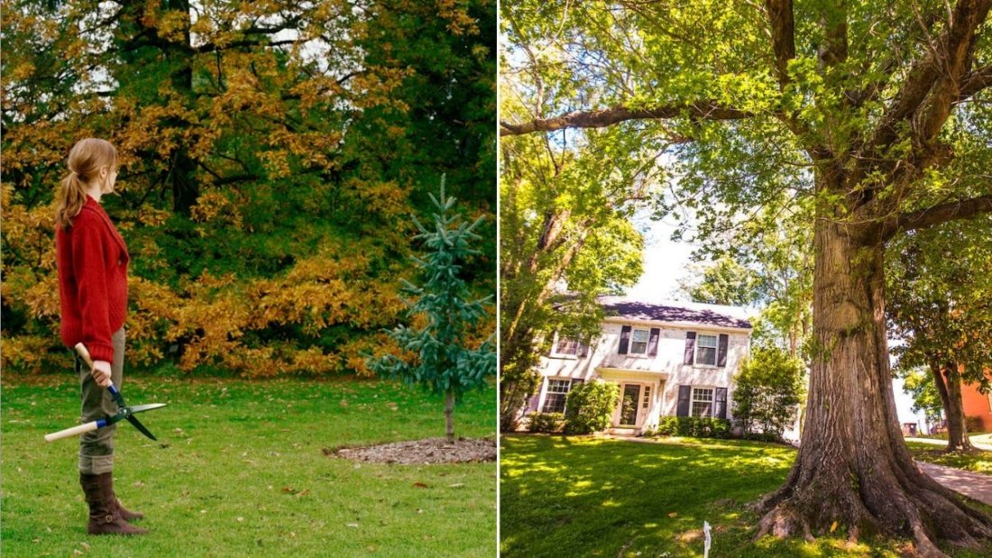 How to Choose the Right Tree for Small Yards
