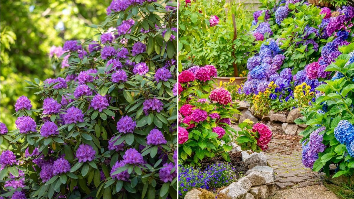 7 Shrubs That Bloom All Summer Long