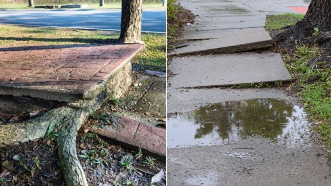 How to Prevent Tree Roots From Lifting Sidewalks