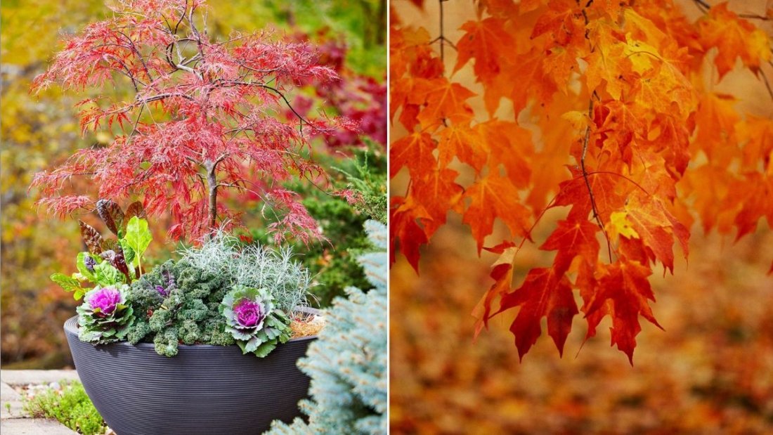 10 Trees That Change Color in Fall Dramatically
