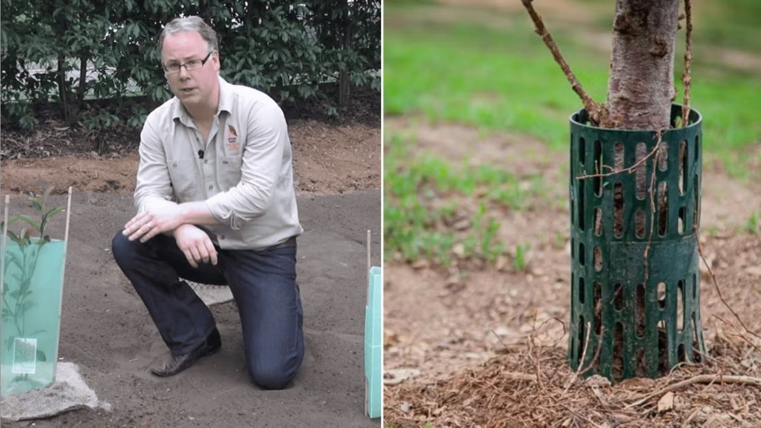 How to Protect Young Saplings From Animals