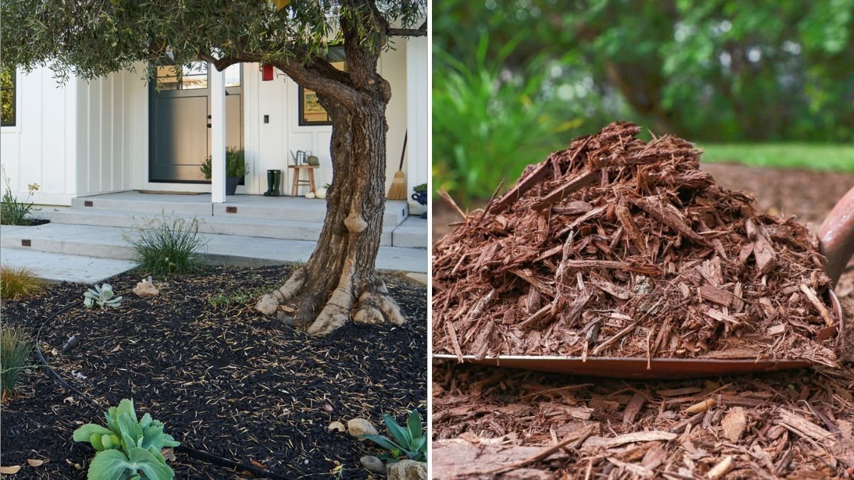 Should You Use Bark, Pebbles, or Mulch? Experts Explain