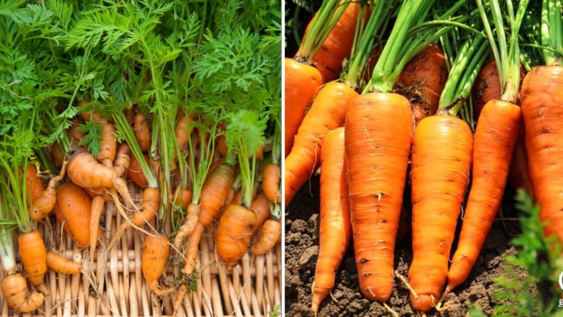 How To Grow Perfect Carrots Without Forking