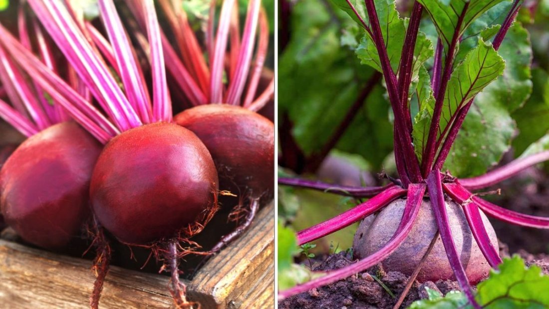 The Best Companion Plants For Beets (And What To Avoid)