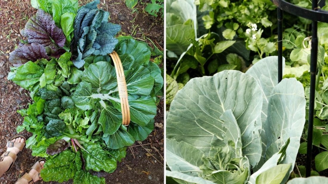 10 Leafy Greens That Regrow After Harvest