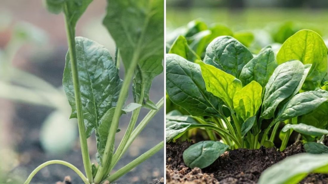 Why Your Spinach Keeps Bolting—And How To Prevent It