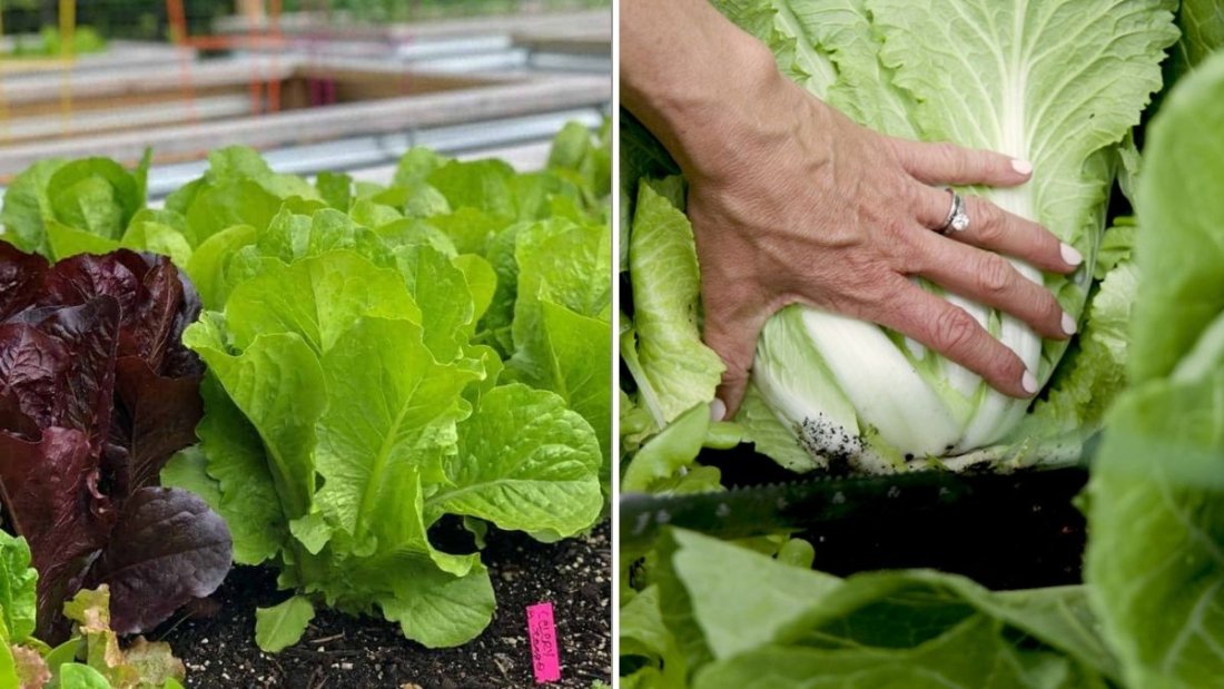 How To Harvest Lettuce So It Keeps Growing All Season