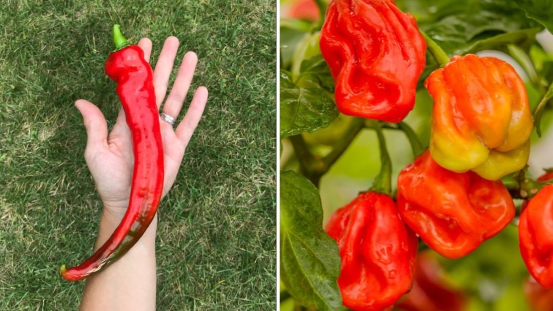 How To Grow Hot Peppers For The Boldest Flavor