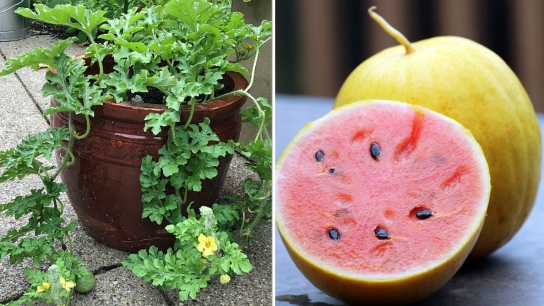 7 Watermelon Varieties Perfect For Small Gardens