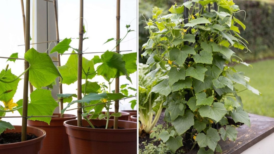 The Right Way To Support Climbing Cucumbers