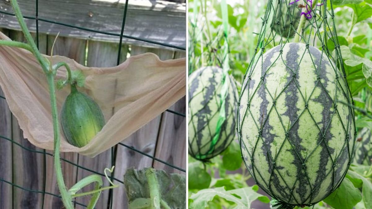 How To Keep Melons Safe From Pests And Rot