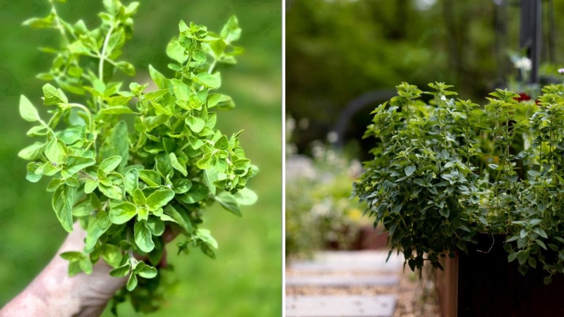 How To Grow Oregano That Actually Tastes Strong