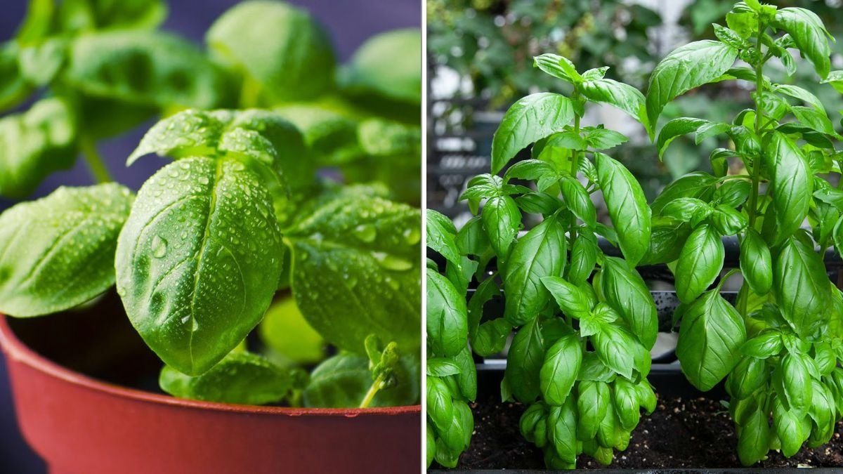 6 Herbs That Love Full Sun (And 3 That Don’t)