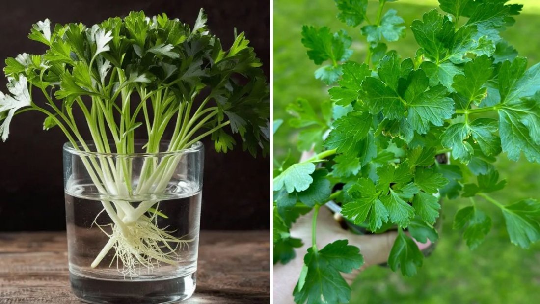 How To Grow Parsley From Seed For A Constant Supply