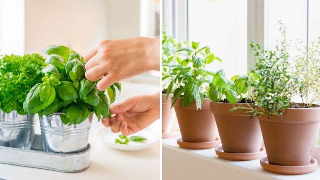 10 Herbs That Thrive On A Sunny Windowsill