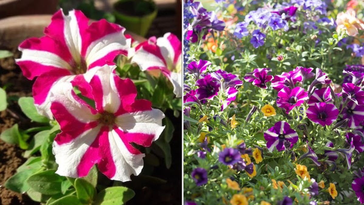 How To Keep Petunias Blooming All Summer Long