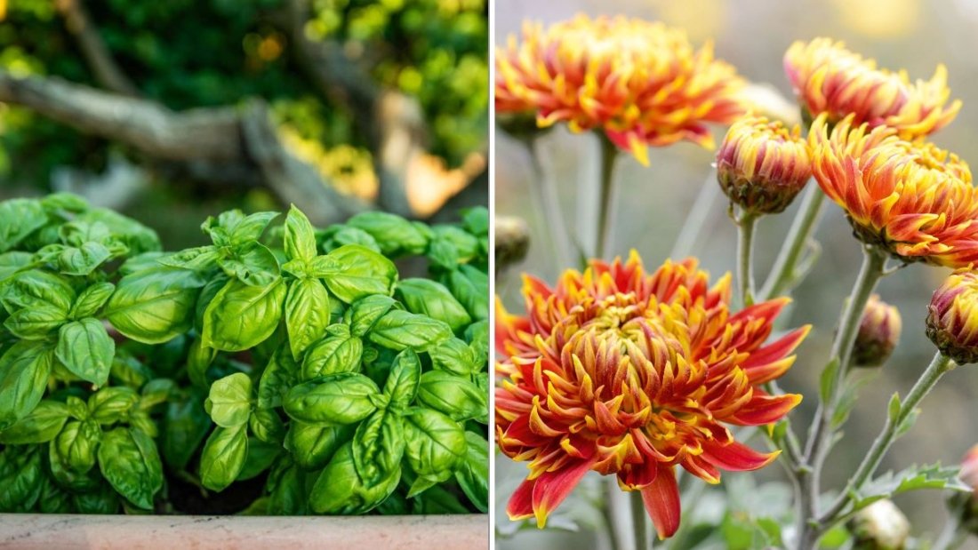 6 Flowers That Repel Mosquitoes Naturally
