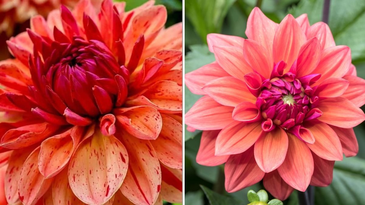 Why Your Dahlias Aren’t Blooming—And How To Fix It