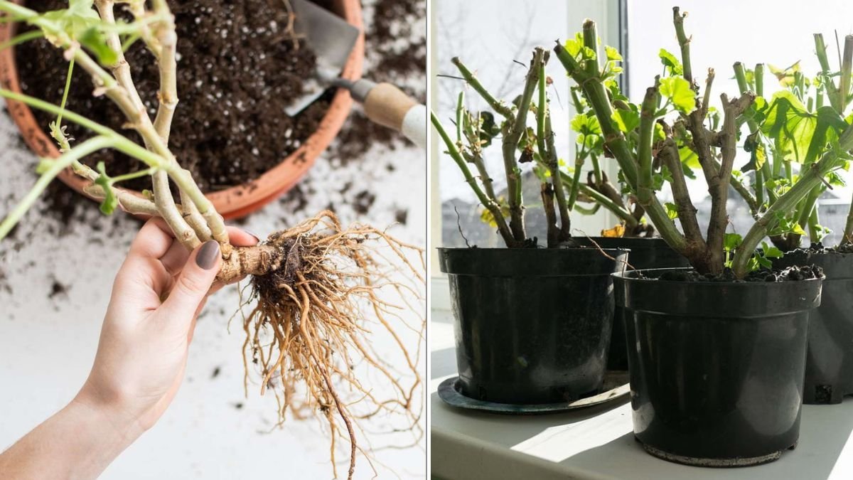How To Overwinter Geraniums Indoors