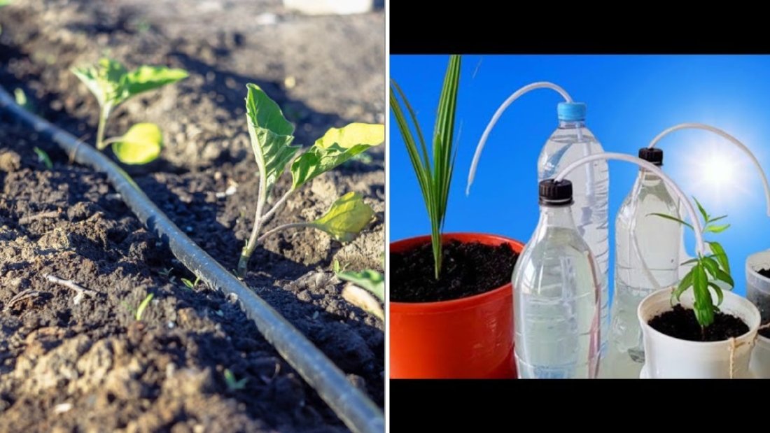How To Create A Simple DIY Drip Irrigation System