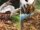 Why Mulching Is The Secret To Healthier Soil