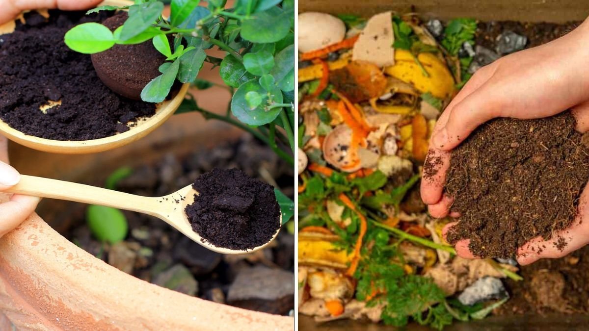 6 Organic Fertilizers You Can Make At Home