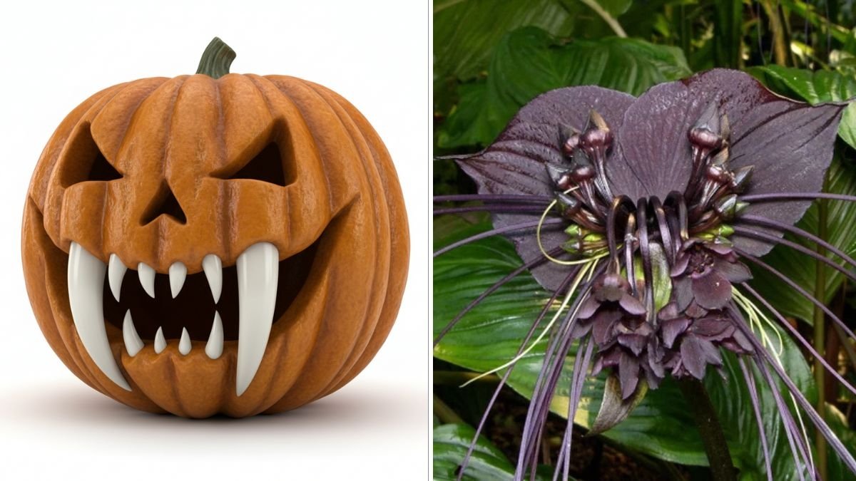 8 Eerie Plants That Bring Halloween Vibes to Your Yard