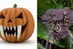 8 Eerie Plants That Bring Halloween Vibes to Your Yard