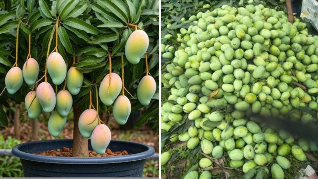 Amazing Mango Tree Propagation: Step-by-Step Guide to Grow Your Own Mango Tree at Home