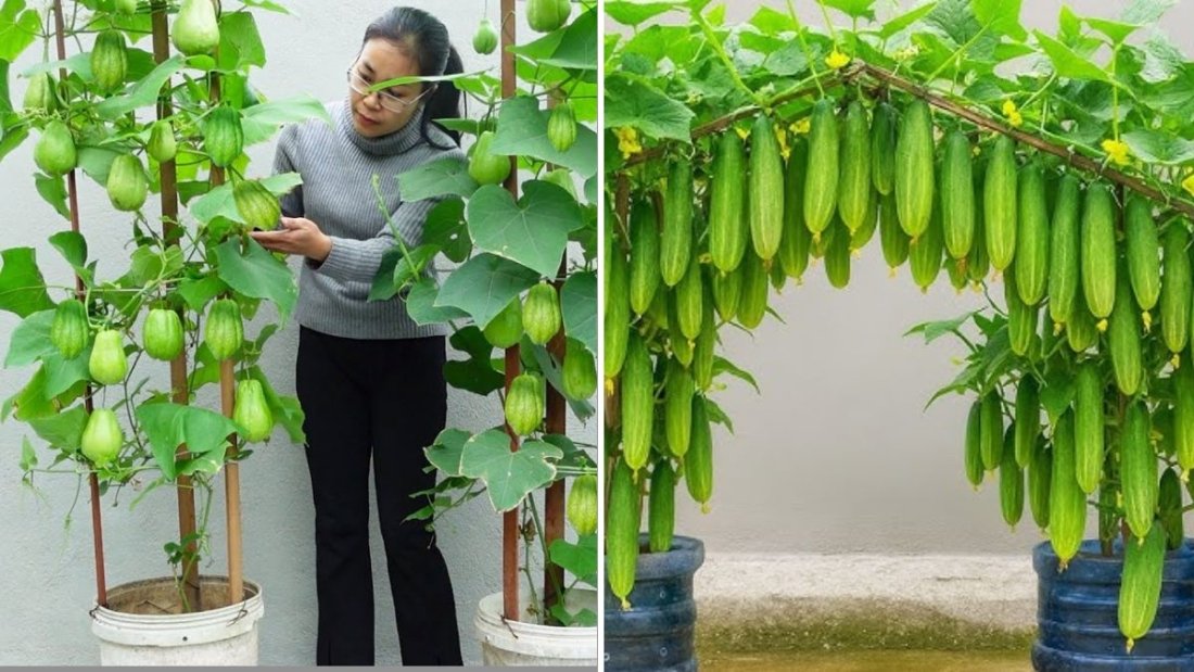 How to Grow Chayote Easily at Home Using Simple Methods: No Fancy Tools Needed!