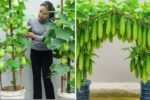 How to Grow Chayote Easily at Home Using Simple Methods: No Fancy Tools Needed!
