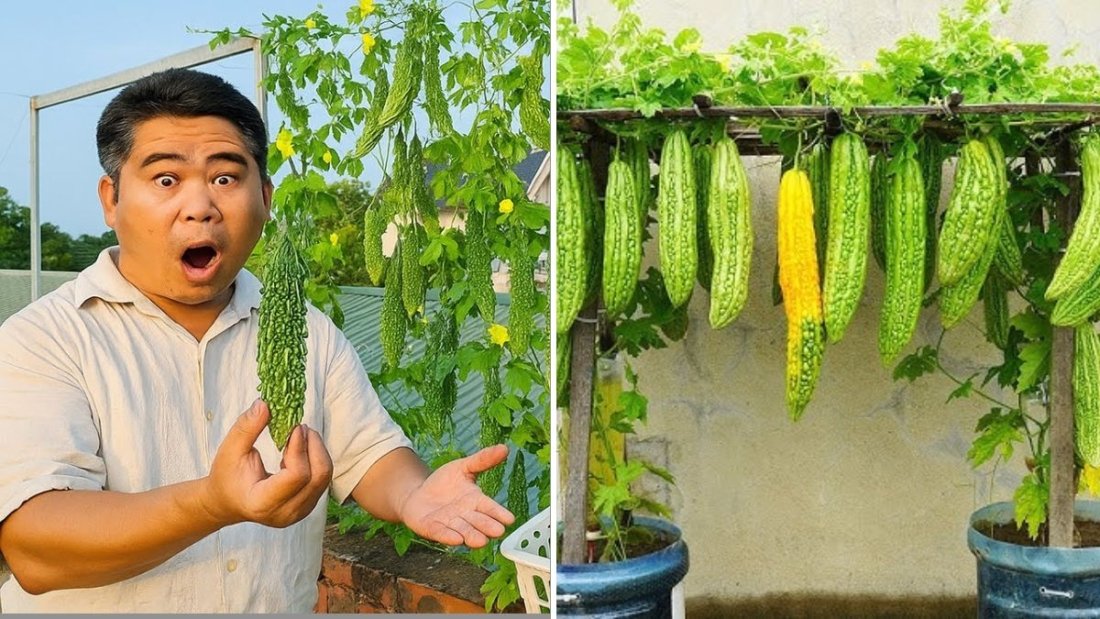 How I Grew Bitter Melon in an Old Styrofoam Box and Got a Bountiful Harvest