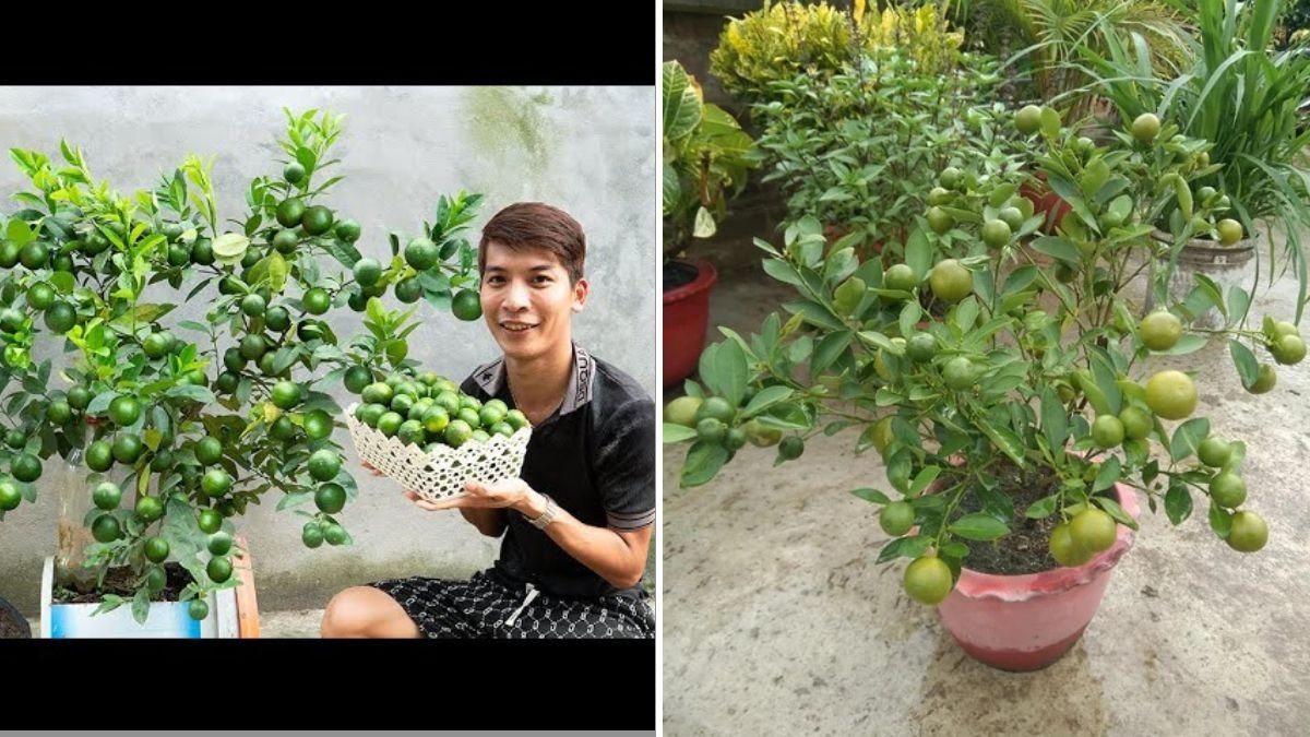 The Secret to Propagating Lemon Trees That Bear Fruit in Less Than 3 Months