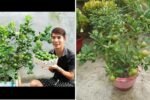 The Secret to Propagating Lemon Trees That Bear Fruit in Less Than 3 Months