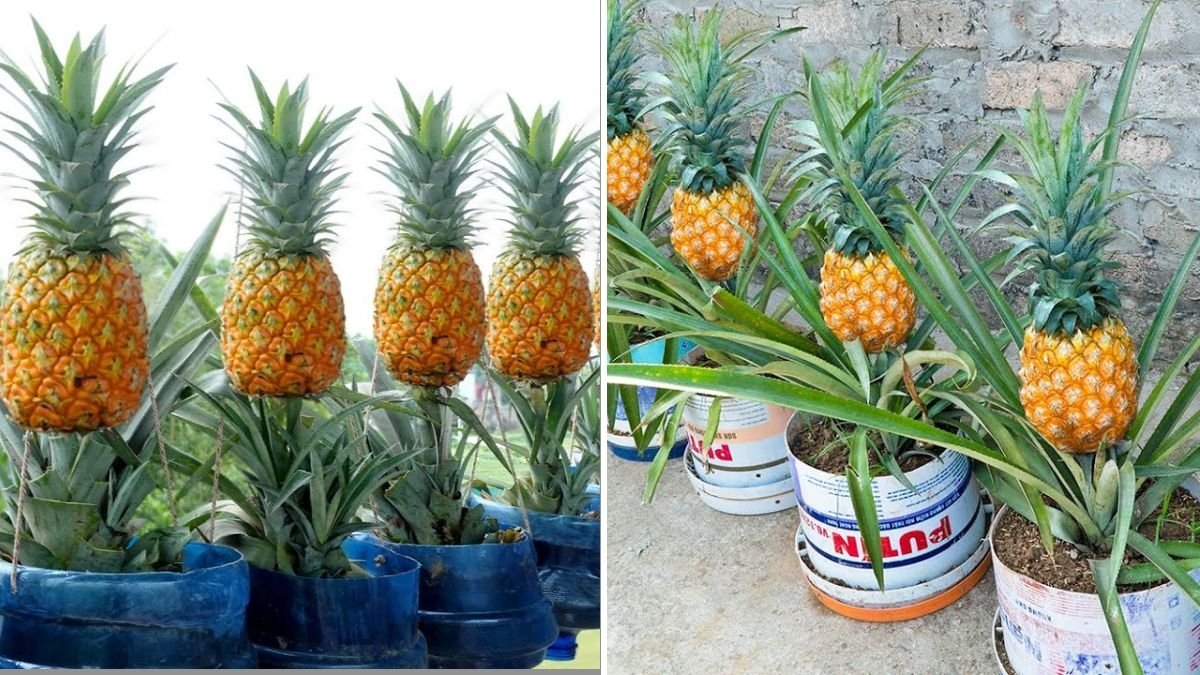 How I Created My Own Pineapple Garden from Tops Without Spending a Penny – Harvesting Large, Sweet Fruits