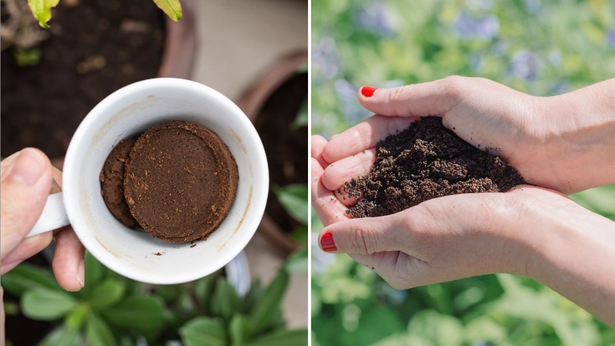 How to Use Coffee Grounds in the Garden the Right Way