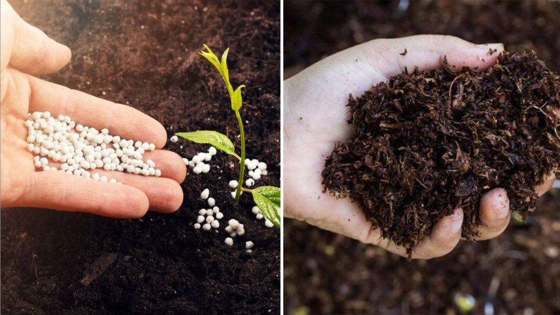 How to Make Organic Fertilizer at Home