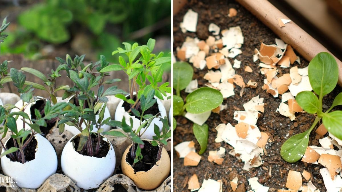 How to Use Eggshells for Healthier Plants